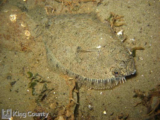 Photo of Speckled Sanddab - Citharichthys stigmaeus